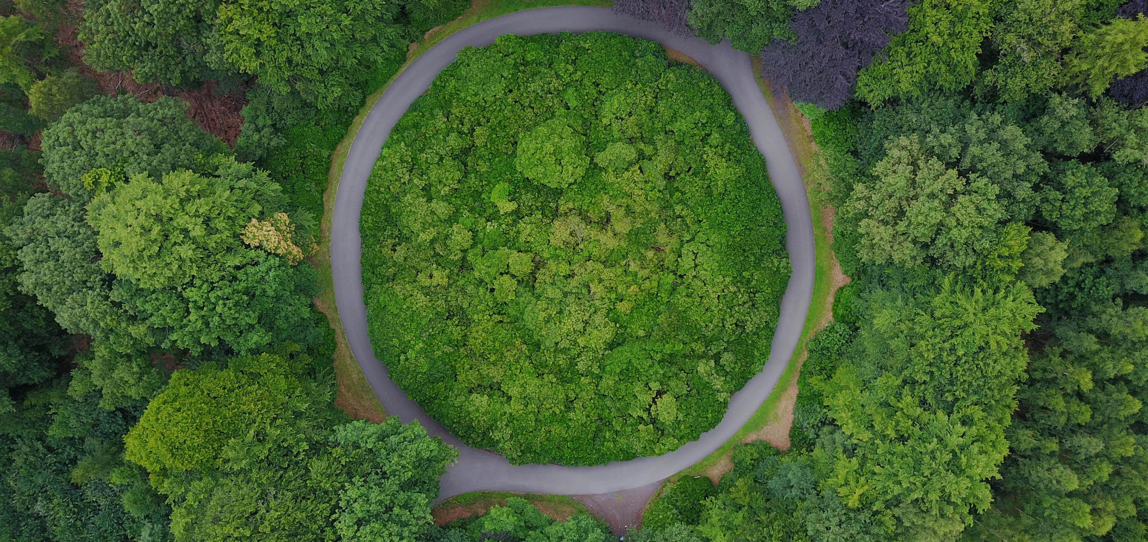 Circular road in a forest