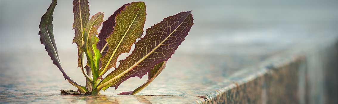 Wet leave on the ground